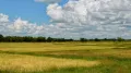 Рисовые поля на юге Иравадийской равнины (Мьянма)