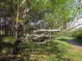 Берёза повислая форма Карельская (Betula pendula var. Carelica). Национальный парк «Плещеево озеро». Дендрологический сад имени С. Ф. Харитонова