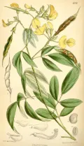 Голубиный горох (Cajanus cajan). Ботаническая иллюстрация