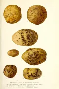 Парша картофеля. Ботаническая иллюстрация