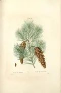Сосна веймутова (Pinus strobus). Ботаническая иллюстрация