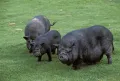 Свиньи вьетнамской вислобрюхой породы