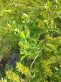 Ива мирзинолистная (Salix myrsinifolia). Побег с незрелыми плодами