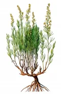 Полынь солянковидная (Artemisia salsoloides)