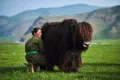 Доение яка. Уверхангай (Монголия)