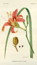Лилейник рыжий (Hemerocallis fulva)