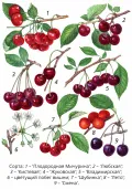 Ботаническая иллюстрация сортов вишни