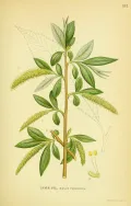 Ива ломкая (Salix × fragilis) 