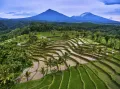 Рисовые террасы на острове Ява (Индонезия)