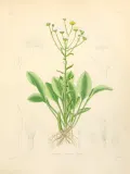 Мелколепестник однолетний (Erigeron annuus). Ботаническая иллюстрация