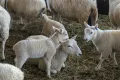 Порода овец шевиот