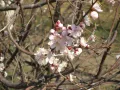 Абрикос сибирский (Prunus sibirica). Цветущая ветвь