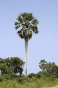 Пальмира (Borassus flabellifer). Общий вид