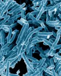 Электронная микрофотография бактерий вида Mycobacterium tuberculosis