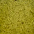 Цианобактерии рода носток (Nostoc)