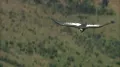 Андский кондор (Vultur gryphus) в полёте 