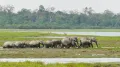 Азиатские слоны (Elephas maximus) в национальном парке Казиранга (Kaziranga National Park)