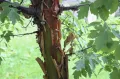 Клён серый (Acer griseum). Кора и листья