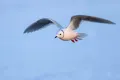 Розовая чайка (Rhodostethia rosea) в полёте