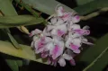 Аэридес розовая (Aerides rosea)