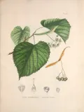 Липа американская (Tilia americana). Ботаническая иллюстрация