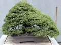 Ель Глена (Picea glehnii). Бонсай