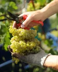 Виноград сорта 'Шардоне' на виноградниках Русского винного дома «Абрау-Дюрсо» в Краснодарском крае