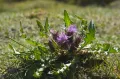 Бодяк съедобный (Cirsium esculentum)