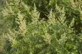 Сумах дубильный (Rhus coriaria). Цветение