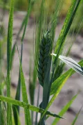 Колос яровой пшеницы на опытном поле ВИР
