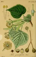 Липа крупнолистная (Tilia platyphyllos). Ботаническая иллюстрация
