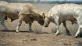 Бодающиеся быки