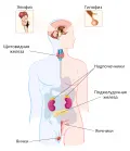 Схематическое изображение органов эндокринной системы человека