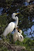 Большая белая цапля (Egretta alba). Гнездо с птенцами