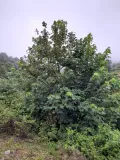 Клён бархатистый (Acer velutinum)