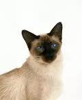 Балинезийская кошка. Морда