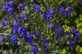Анхуза итальянская (Anchusa azurea). Цветы