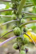 Капуста брюссельская (Brassica oleracea var. gemmifera). Кочанчики