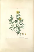 Лапчатка кустарниковая (Dasiphora fruticosa). Ботаническая иллюстрация