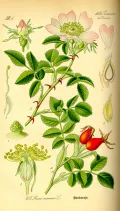 Шиповник собачий (Rosa canina). Ботаническая иллюстрация