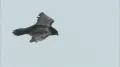 Сапсан (Falco peregrinus) в полёте 