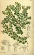Нотофагус Куннингама (Nothofagus cunninghamii). Ботаническая иллюстрация