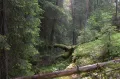 Еловый лес (Ленинградская область)