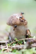 Рыжие лесные муравьи (Formica rufa) поедают гриб
