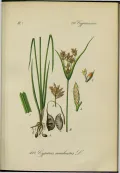 Чуфа (Cyperus esculentus). Ботаническая иллюстрация