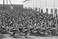 Гуси кубанской породы на территории Краснодарской опытно-показательной птицефабрики. 1990