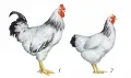 Первомайская порода: 1 – петух; 2 – курица