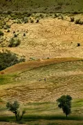 Сельскохозяйственные угодья на холмах Талышских гор (Азербайджан)