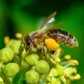 Медоносная пчела (Apis mellifera)