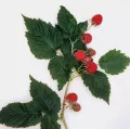 Малина (Rubus). Сорт 'Скромница'